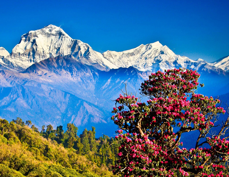 Mahabharat Rhododendron Trek